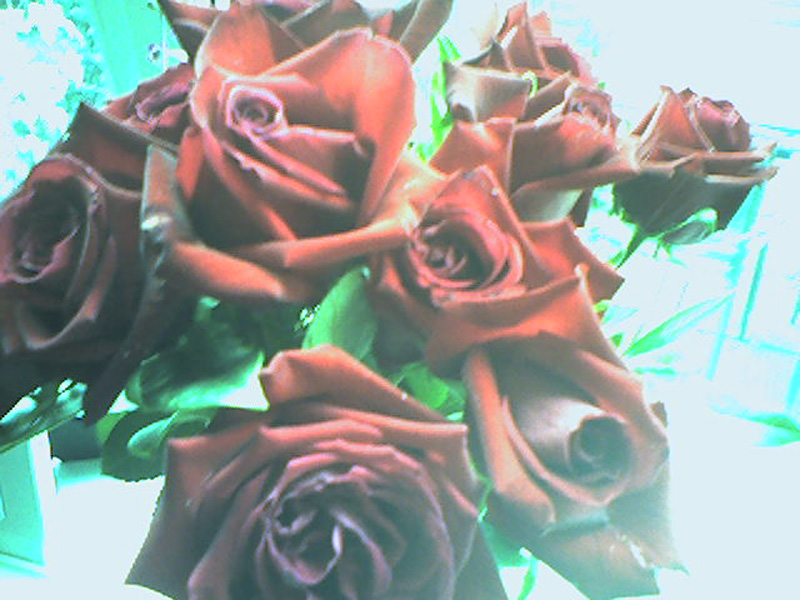 rose3