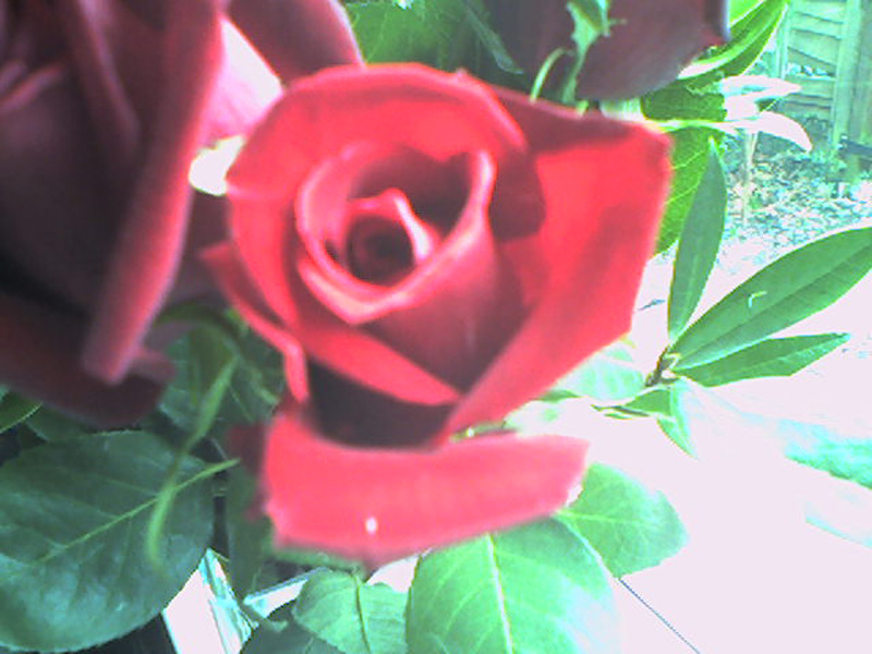 rose4
