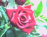 rose1