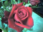 rose2