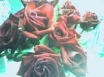 rose3