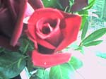 rose4