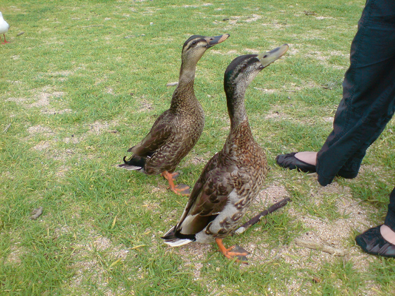 130_DSC00009