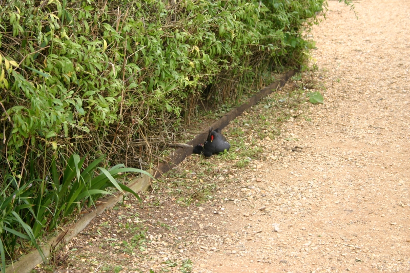 IMG_0143